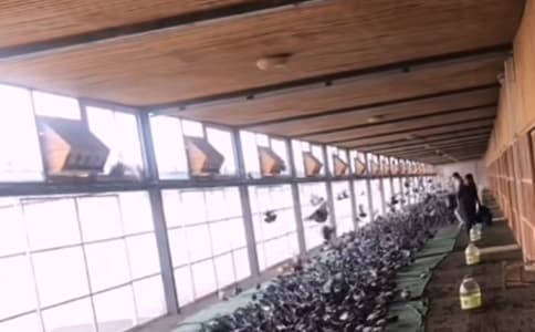 信鴿足環(huán) 小鴿子生命安全有力憑證